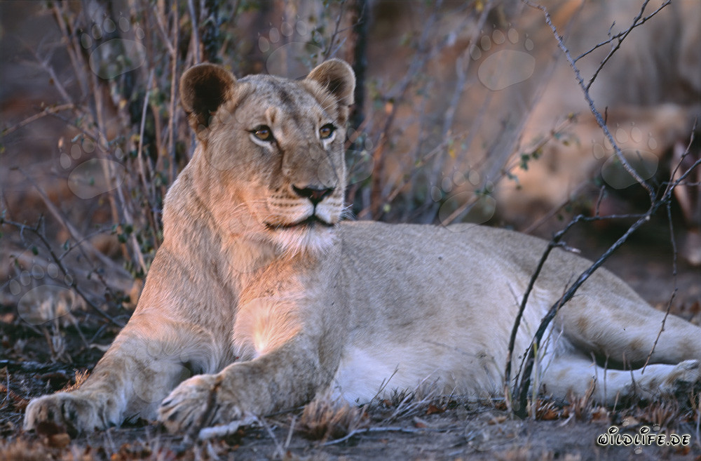 Leona (Panthera leo) caccia prede nella savana del Sud Africa