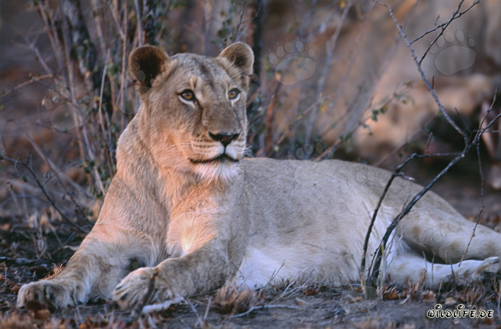 Lionne (Panthera leo) chasse la proie dans la savane d'Afrique du Sud