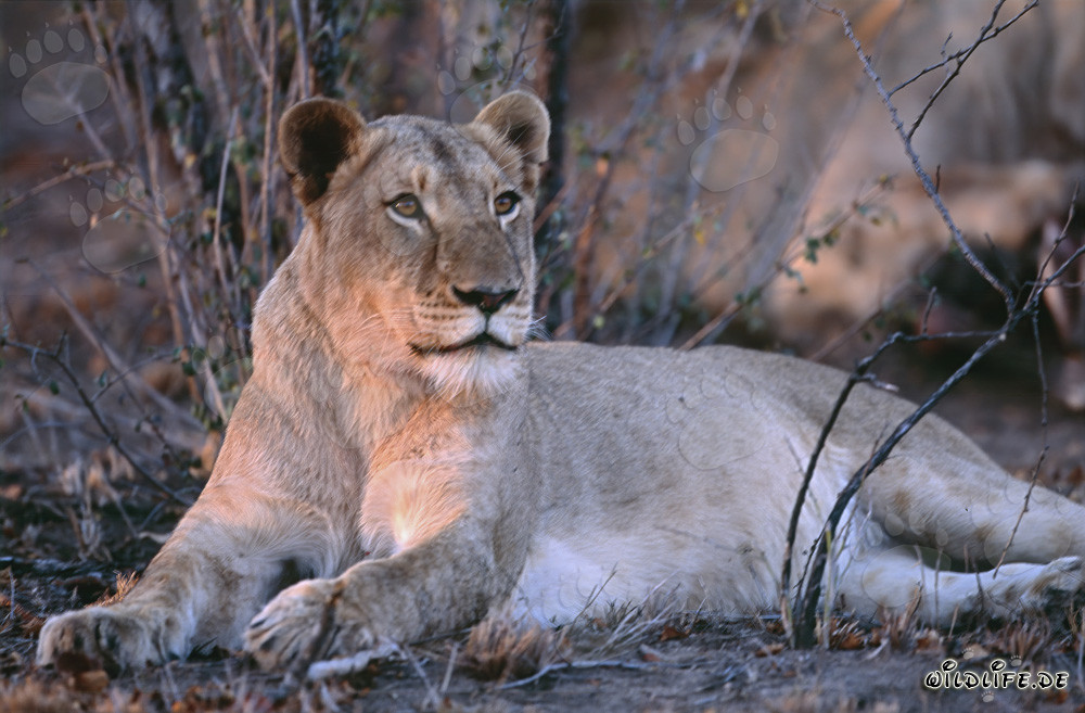 Löwin (Panthera leo) jagt Beute in der Savanne von Südafrika