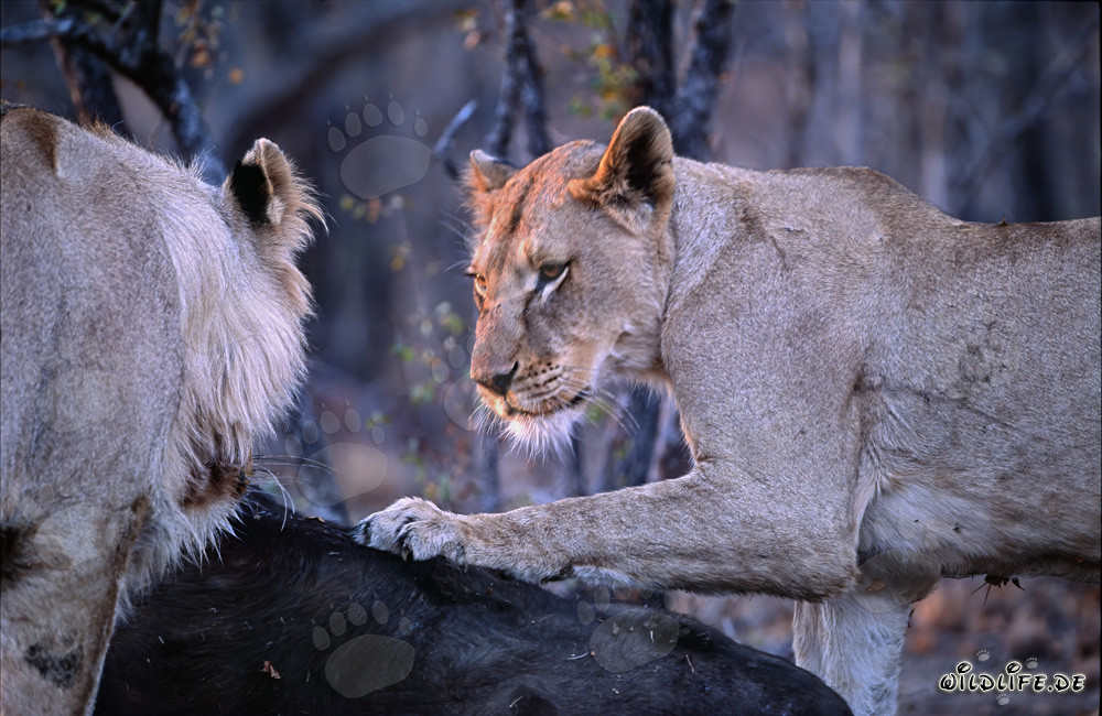 Deux lionnes affamées abattent un buffle dans la savane africaine