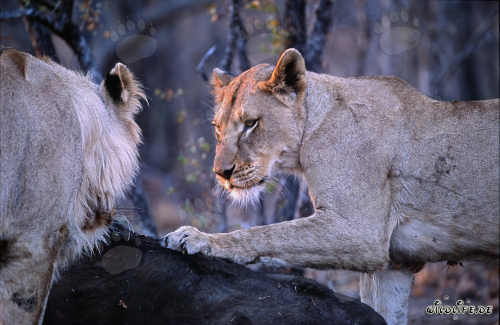 Dos leonas hambrientas abaten un búfalo en la sabana africana