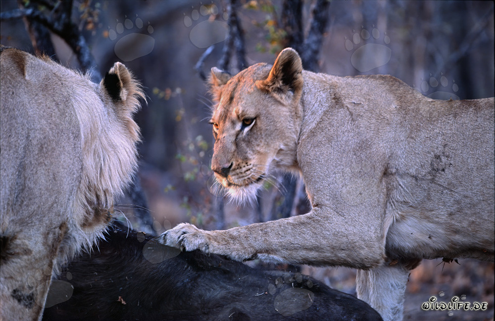 Due leonesse affamate abbattano un bufalo nella savana africana