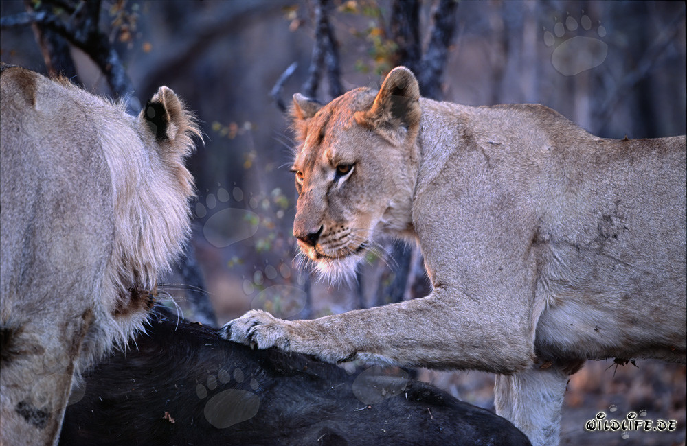 Two hungry lionesses hunt down a buffalo in the African savanna