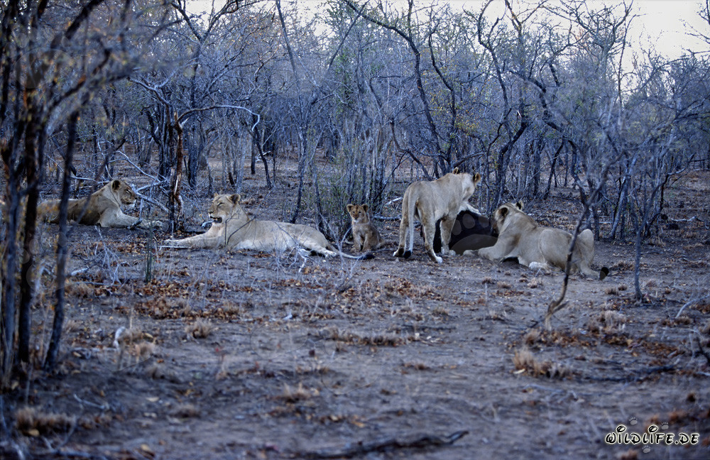 Maestoso branco di leoni in caccia nella savana africana