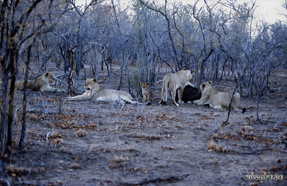 Majestic pride of lions hunting for prey in the African savanna