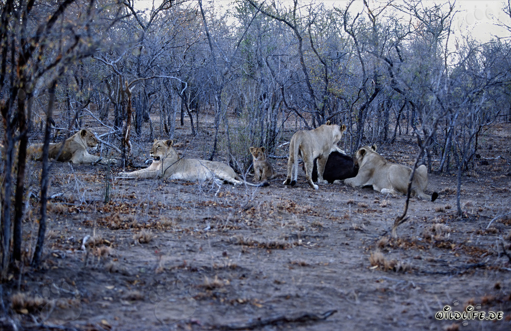 Majestätisches Löwenrudel auf der Jagd nach Beute in der afrikanischen Savanne