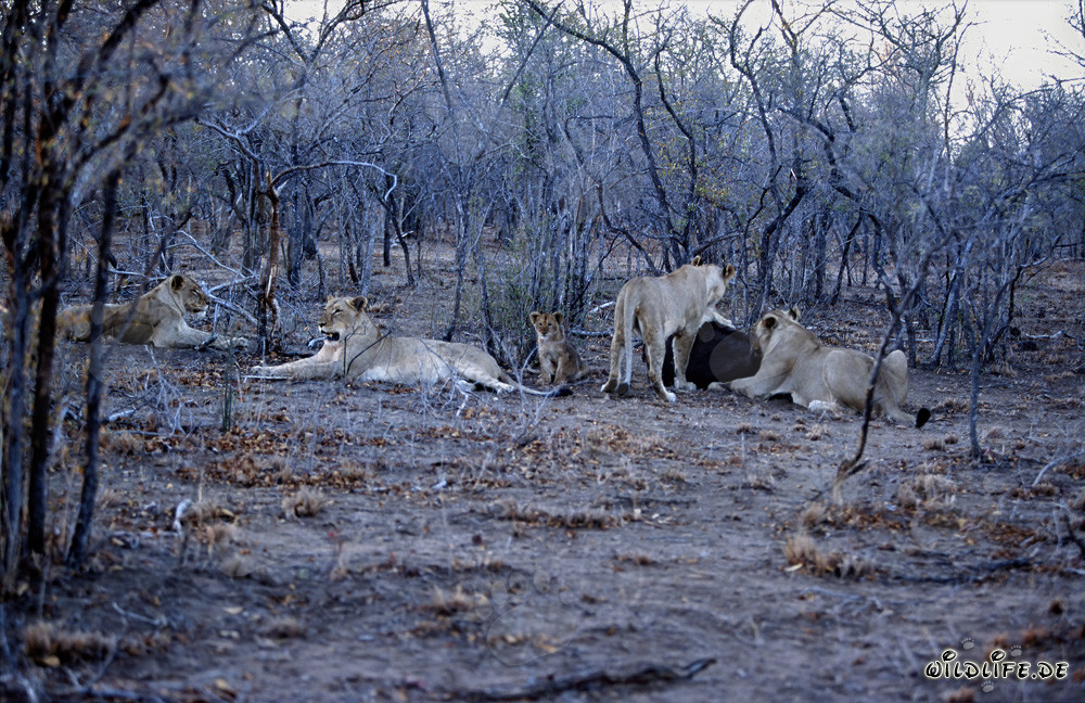 Manada majestuosa de leones cazando en la sabana africana