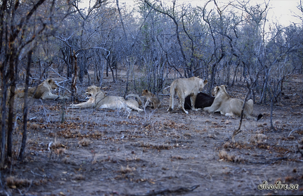 Hungry African lions in the dry season
