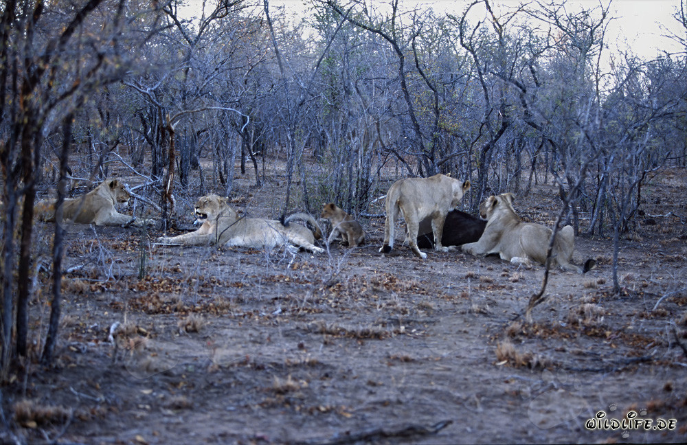 Meute de lions affamée pendant la saison sèche