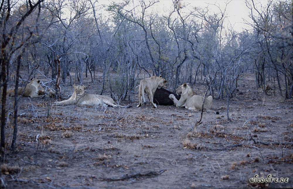 Hungry African lion pride hunting for fresh prey (Panthera leo)