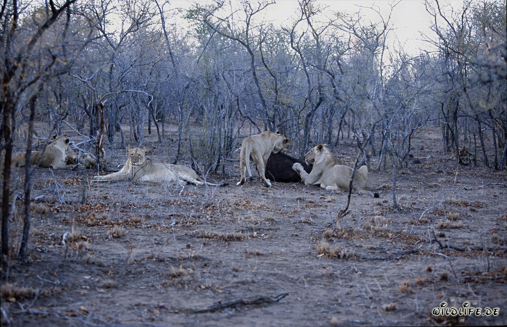 Hungriges afrikanisches Loewenrudel auf der Jagd nach frischer Beute (Panthera leo)