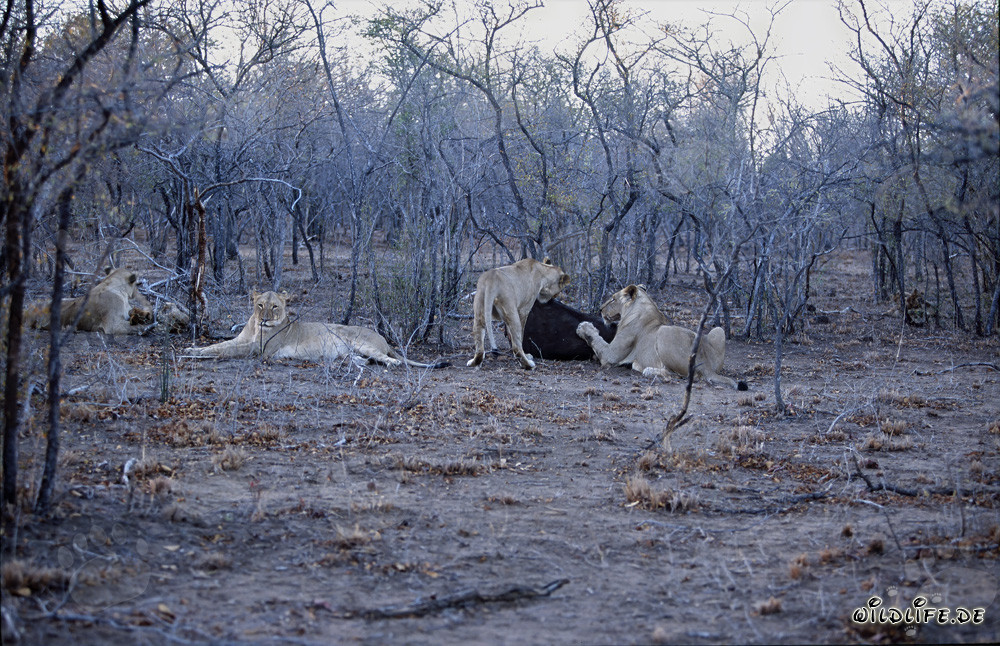Branco di leoni africani affamati alla caccia di prede fresche (Panthera leo)