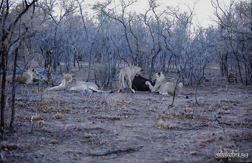 Manada de leones africanos hambrientos en la caza de presas frescas (Panthera leo)