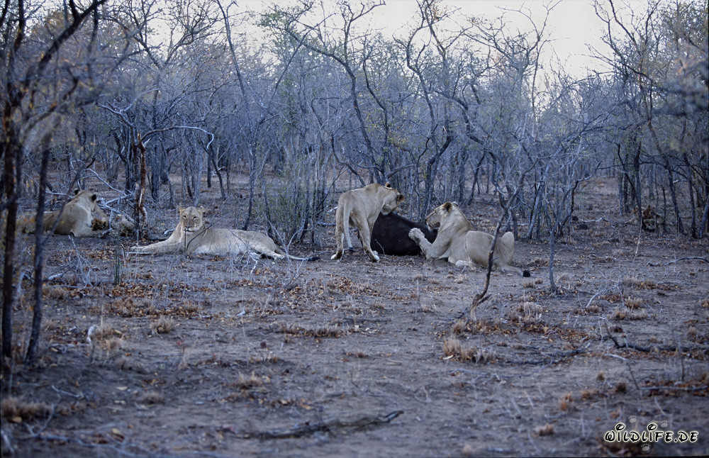 Troupeau de lions africains affamés à la chasse de proies fraîches (Panthera leo)
