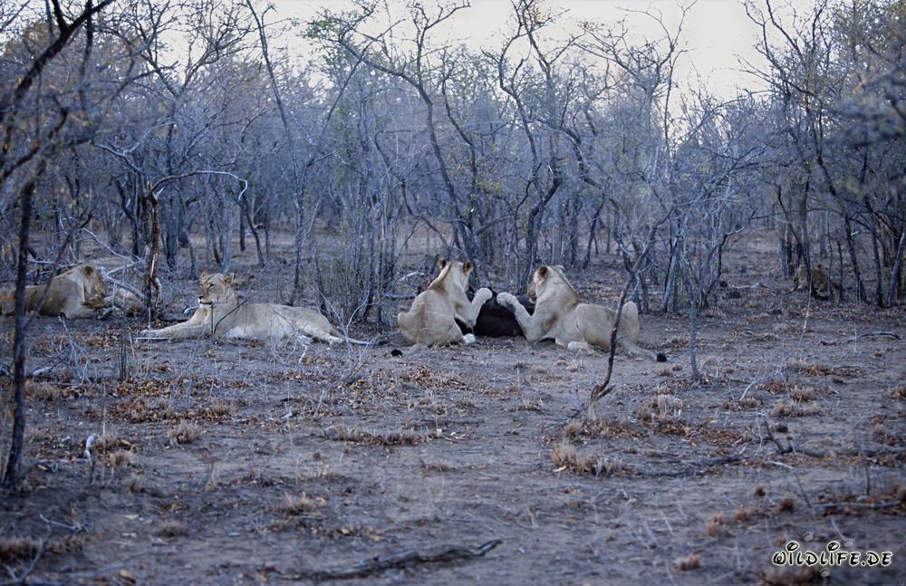 African lion pride hunting prey in the savannah
