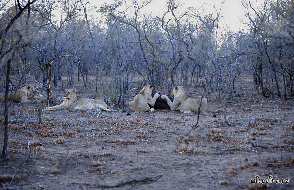 Afrikanisches Löwenrudel jagt Beute in der Savanne