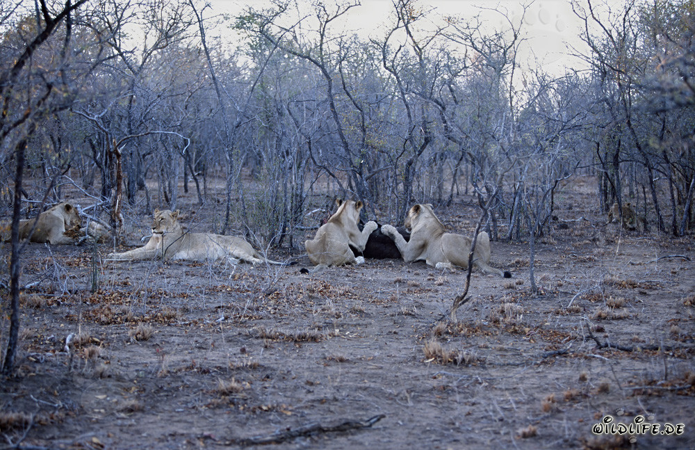 Branco di leoni africani in caccia di prede nella savana