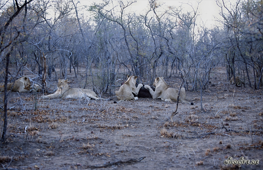 Manada de leones africanos cazando presas en la sabana