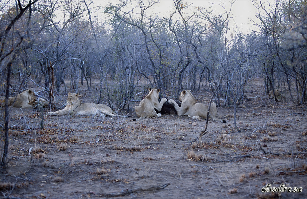 Troupeau de lions africains chassant des proies dans la savane