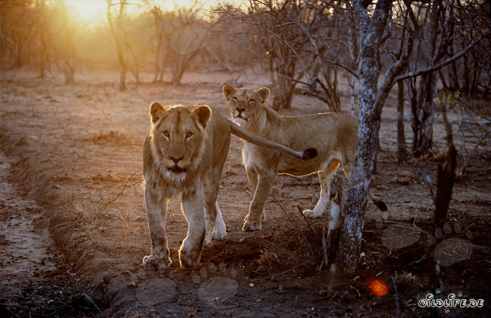 Majestic African Lions at Sunset