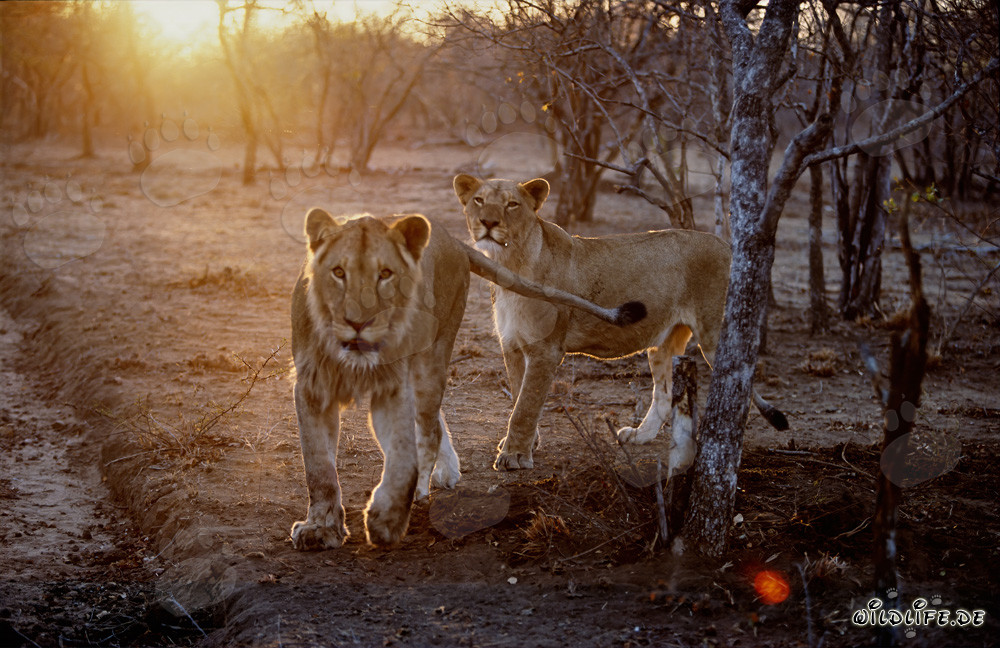 Majestätische Afrikanische Löwen bei Sonnenuntergang
