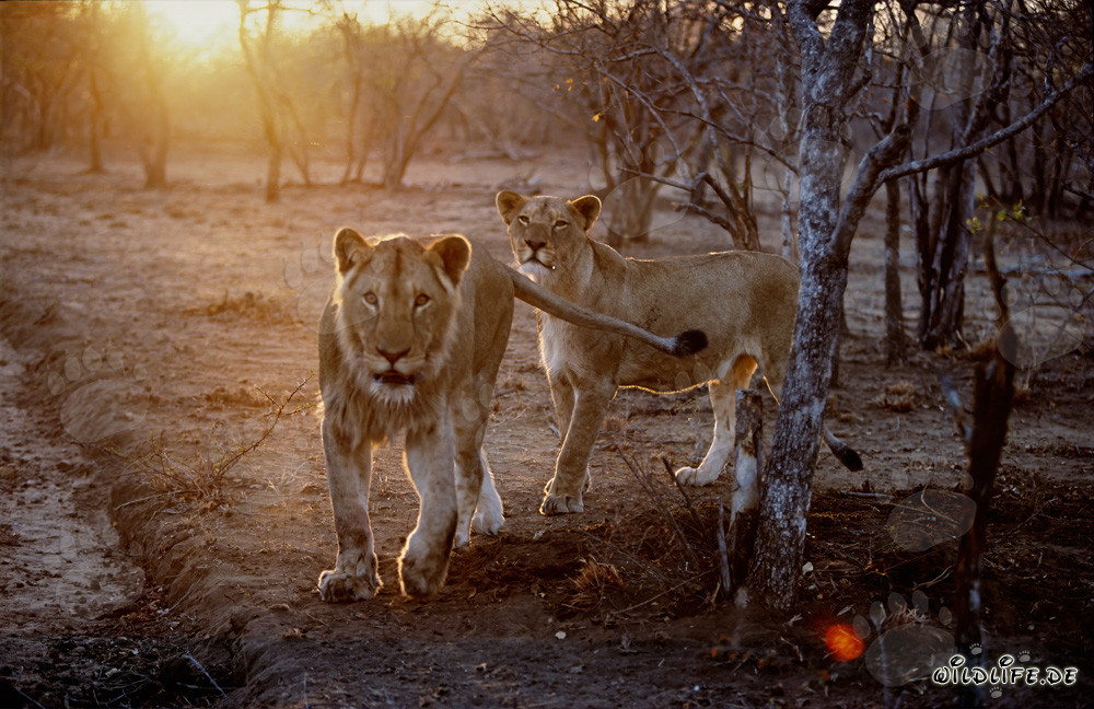 Leones africanos majestuosos al atardecer