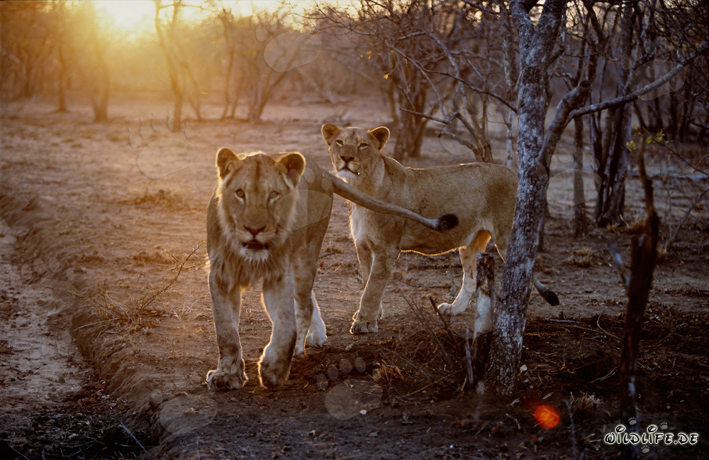 Maestosi leoni africani al tramonto