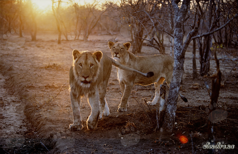 Lions africains majestueux au coucher du soleil