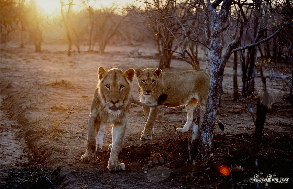 Leonas cazando al atardecer en la sabana