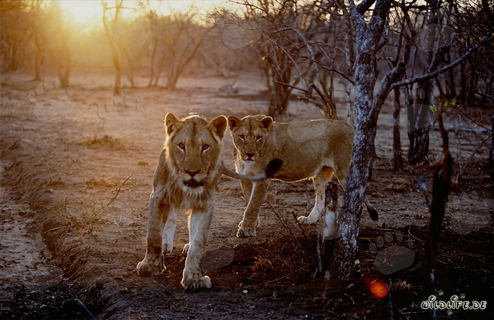 Leonesse in caccia al tramonto nella savana