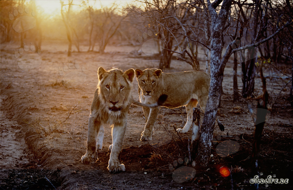 Lionesses hunting at sunset in the savanna
