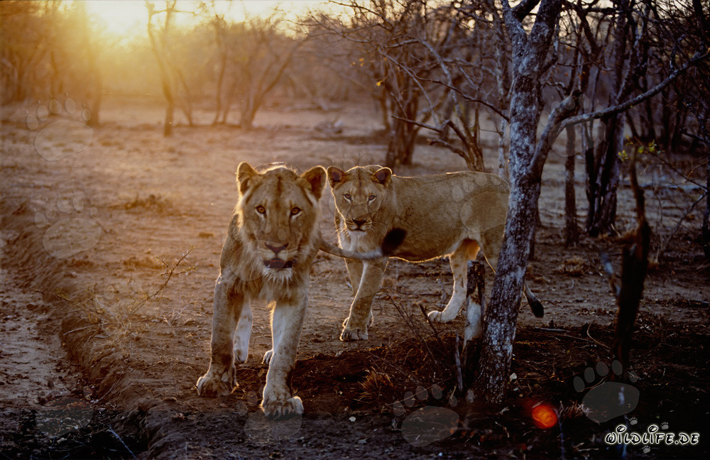 Lionnes en chasse au coucher du soleil dans la savane