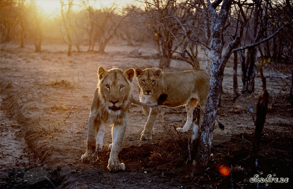 Löwinnen auf der Jagd bei Sonnenuntergang in der Savanne