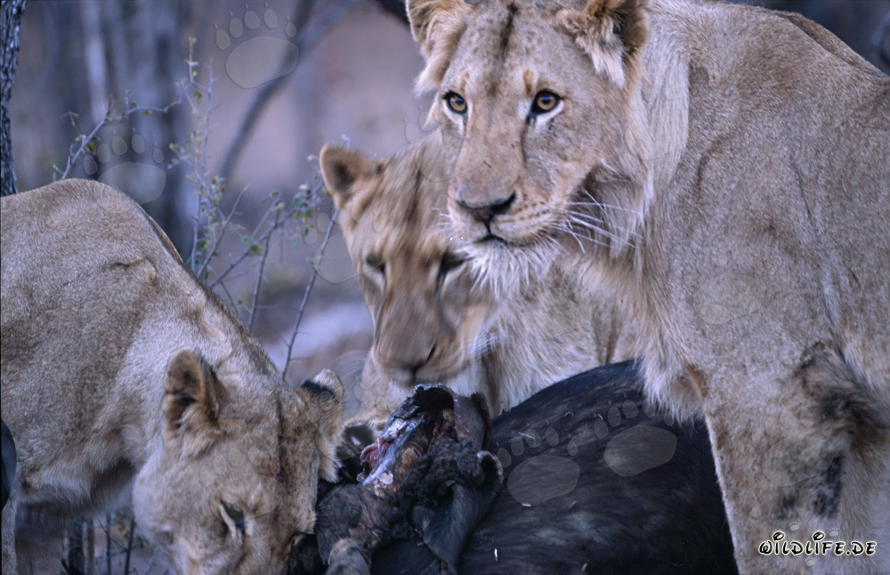 Female African Lions Observing Freshly Killed Prey in the Savanna of South Africa