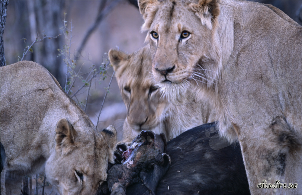 Leonas observando una presa recién cazada en la sabana de Sudáfrica