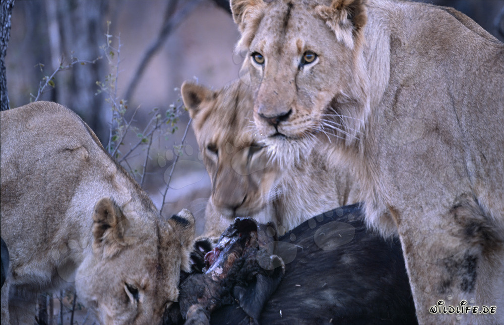 Leonesse osservano una preda appena cacciata nella savana del Sudafrica