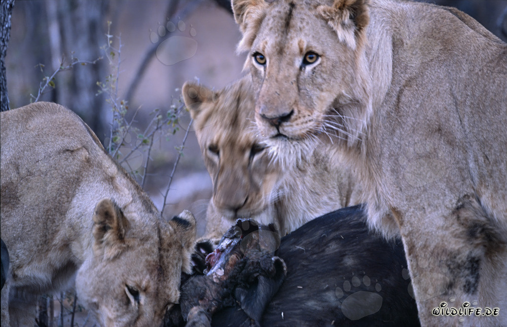 Lionnes observant une proie fraîchement tuée dans la savane d'Afrique du Sud