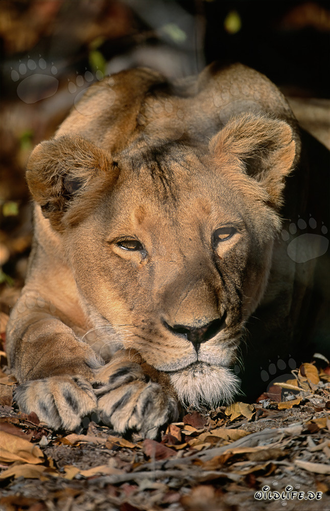 Berber Löwin (Panthera leo leo)