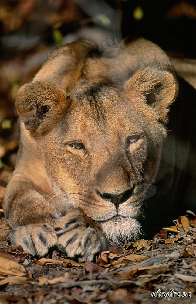 Leona bereber (Panthera leo leo)