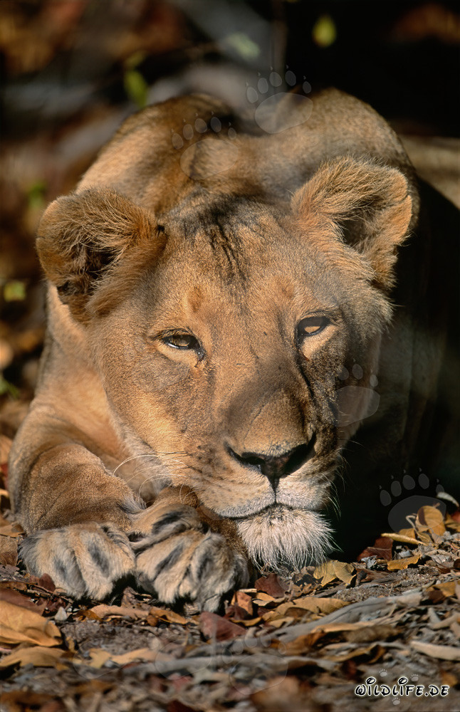Leonessa berbera (Panthera leo leo)