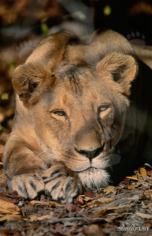 Lionne berbère (Panthera leo leo)