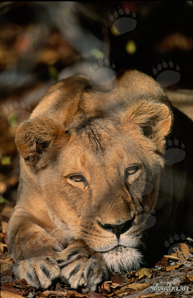 Berberlöwin Panthera leo leo in der Sonne Afrikas ruhend
