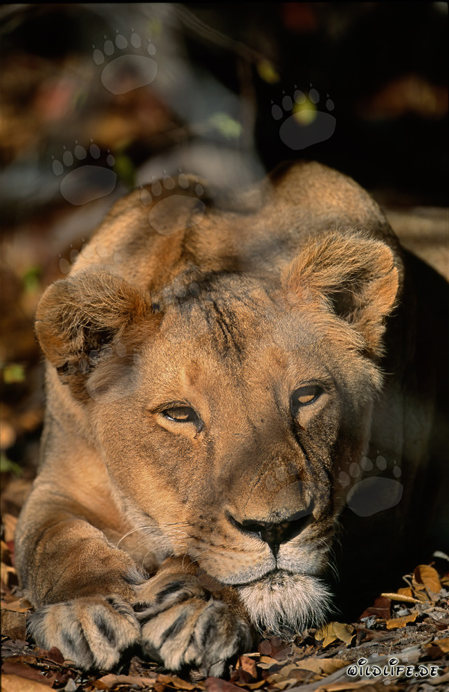 Female Barbary Lion Panthera leo leo resting in the African sun