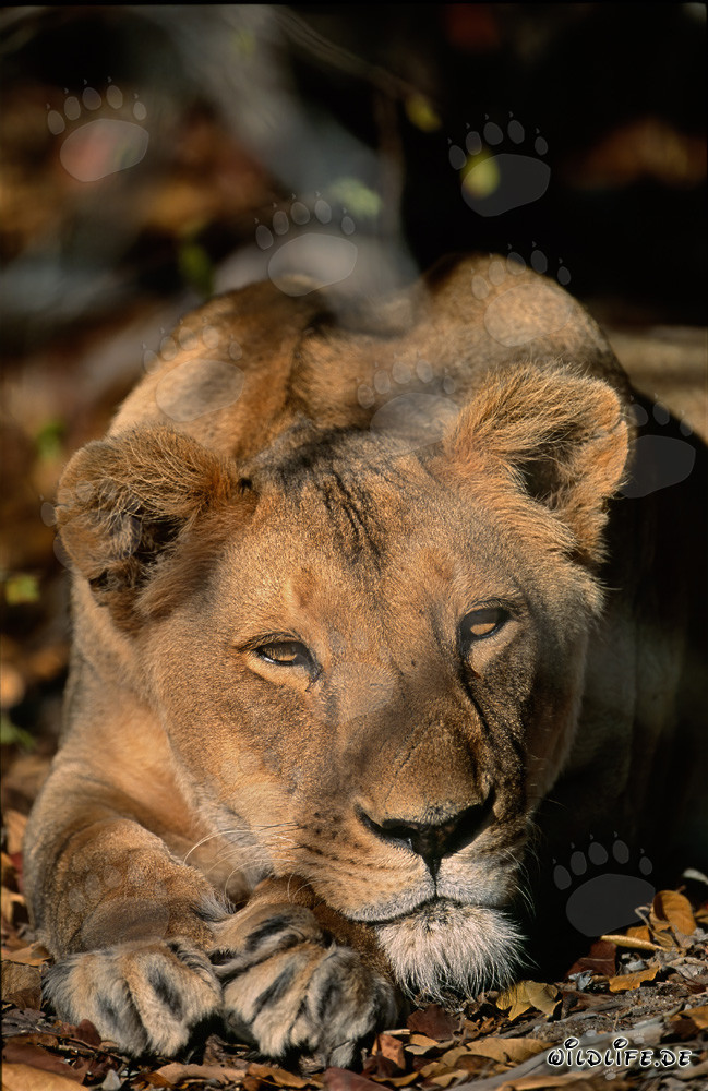 Leona Bereber Panthera leo leo descansando en el sol de África