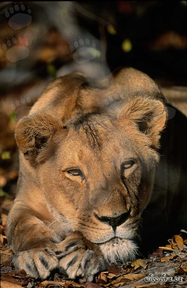 Leonessa Berbera Panthera leo leo riposante al sole dell'Africa