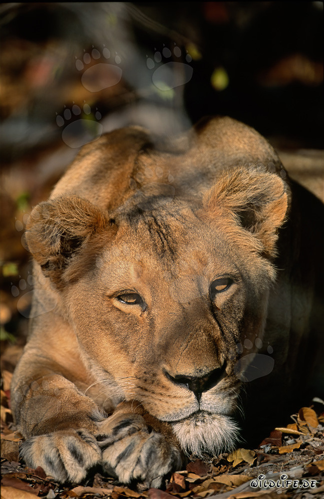 Lionne Berbère Panthera leo leo se reposant au soleil de l'Afrique