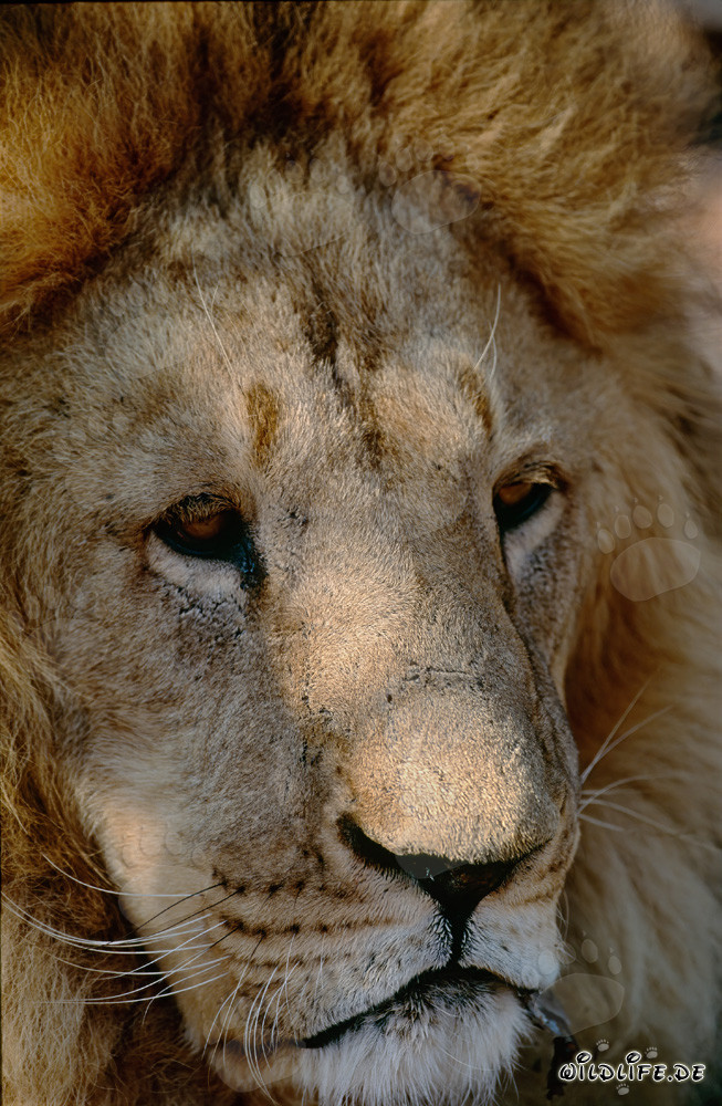 Imposantes Porträt eines majestätischen Berberlöwen in der Wildnis Afrikas
