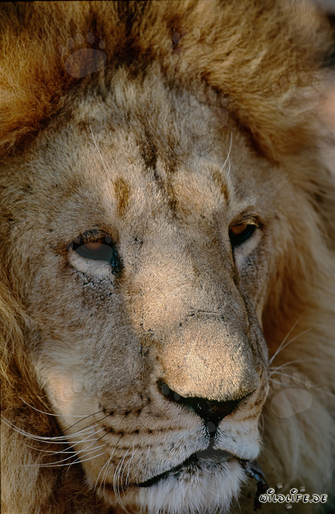Retrato imponente de un majestuoso león bereber en la naturaleza salvaje de África