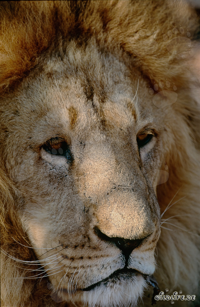 Imponente ritratto di un maestoso leone berbero nella natura selvaggia dell'Africa