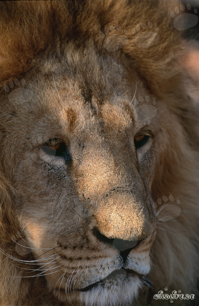 Barbary Lion Portrait
